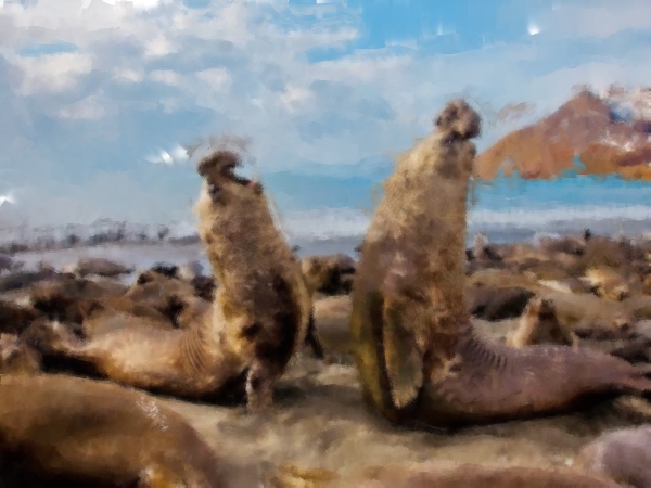 Bull elephants fighting over the&nbsp;990